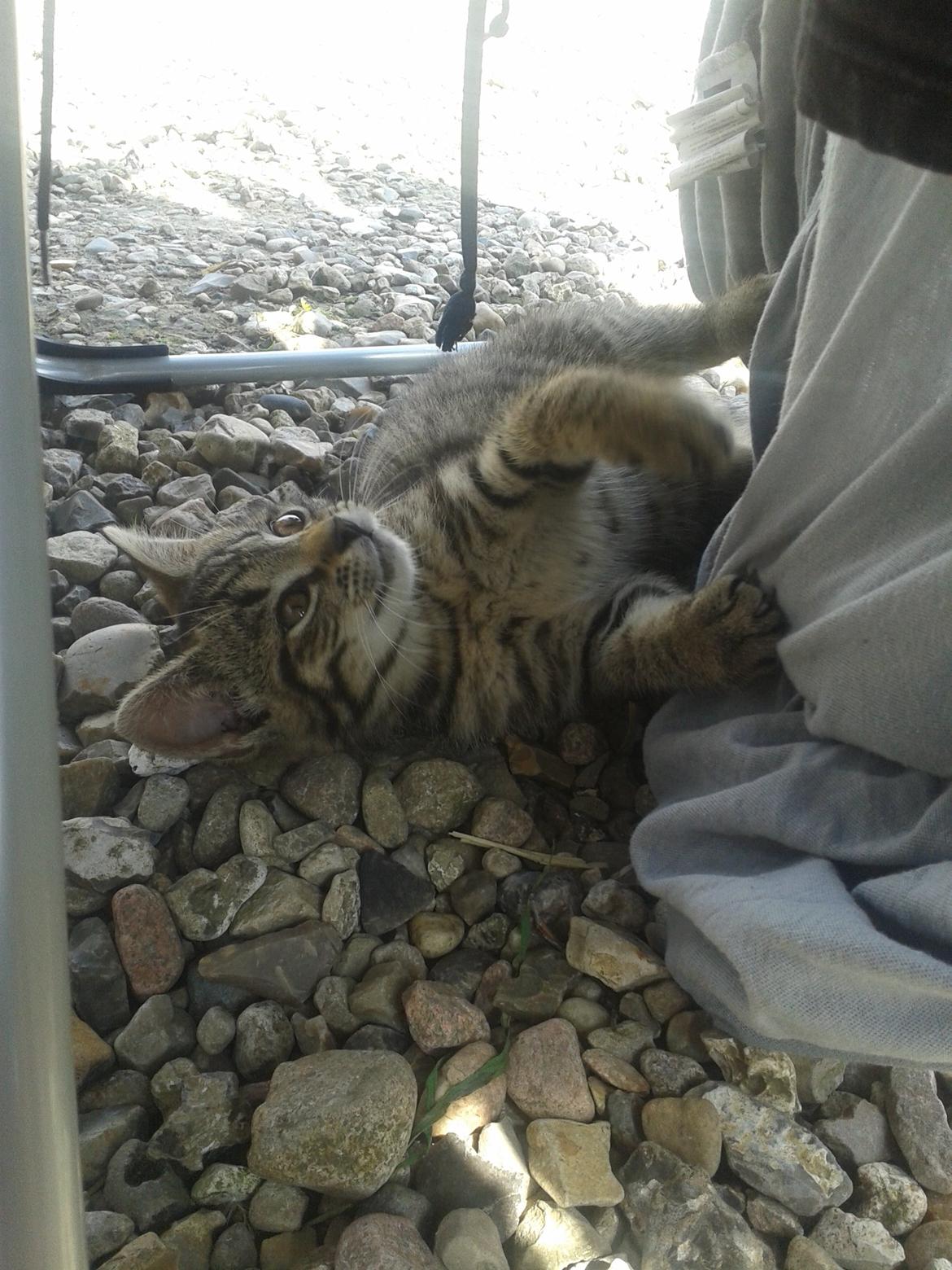 Huskat Tayson - Leger med et lagen  billede 14