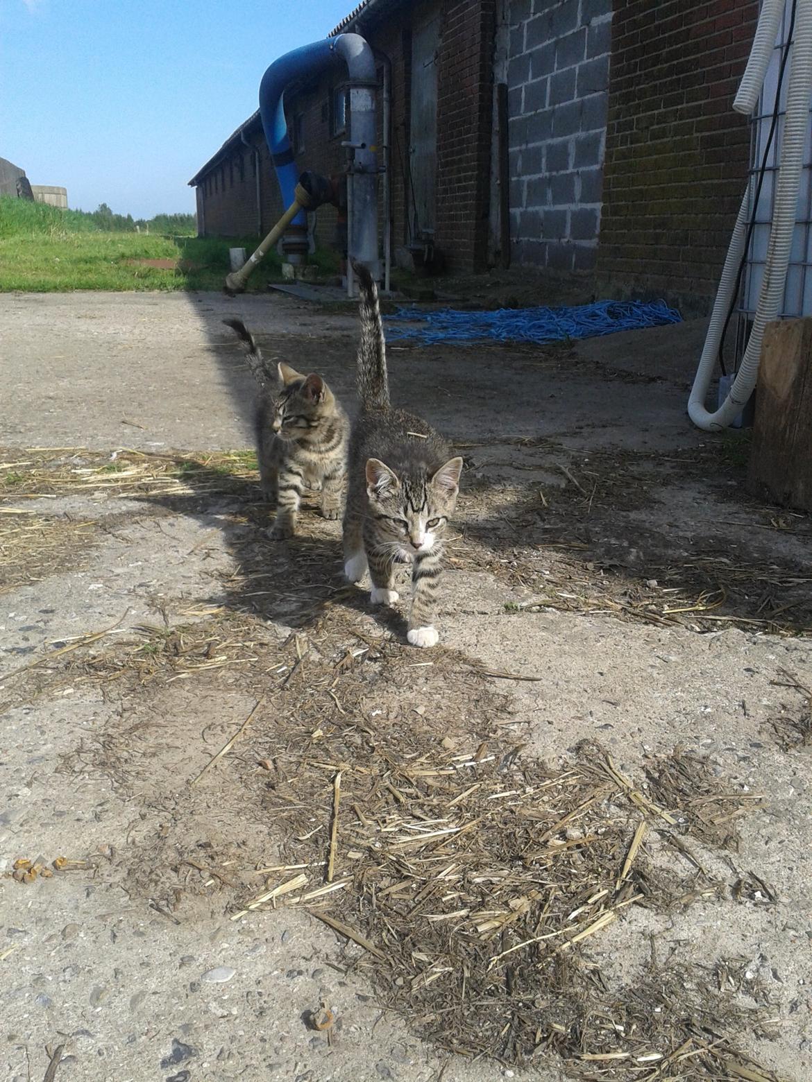 Huskat Tayson - Sammen med Hannibal  billede 15