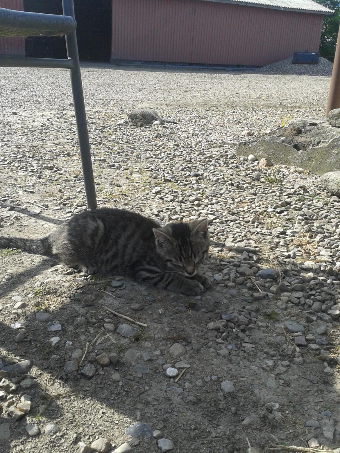 Huskat Tayson billede 16