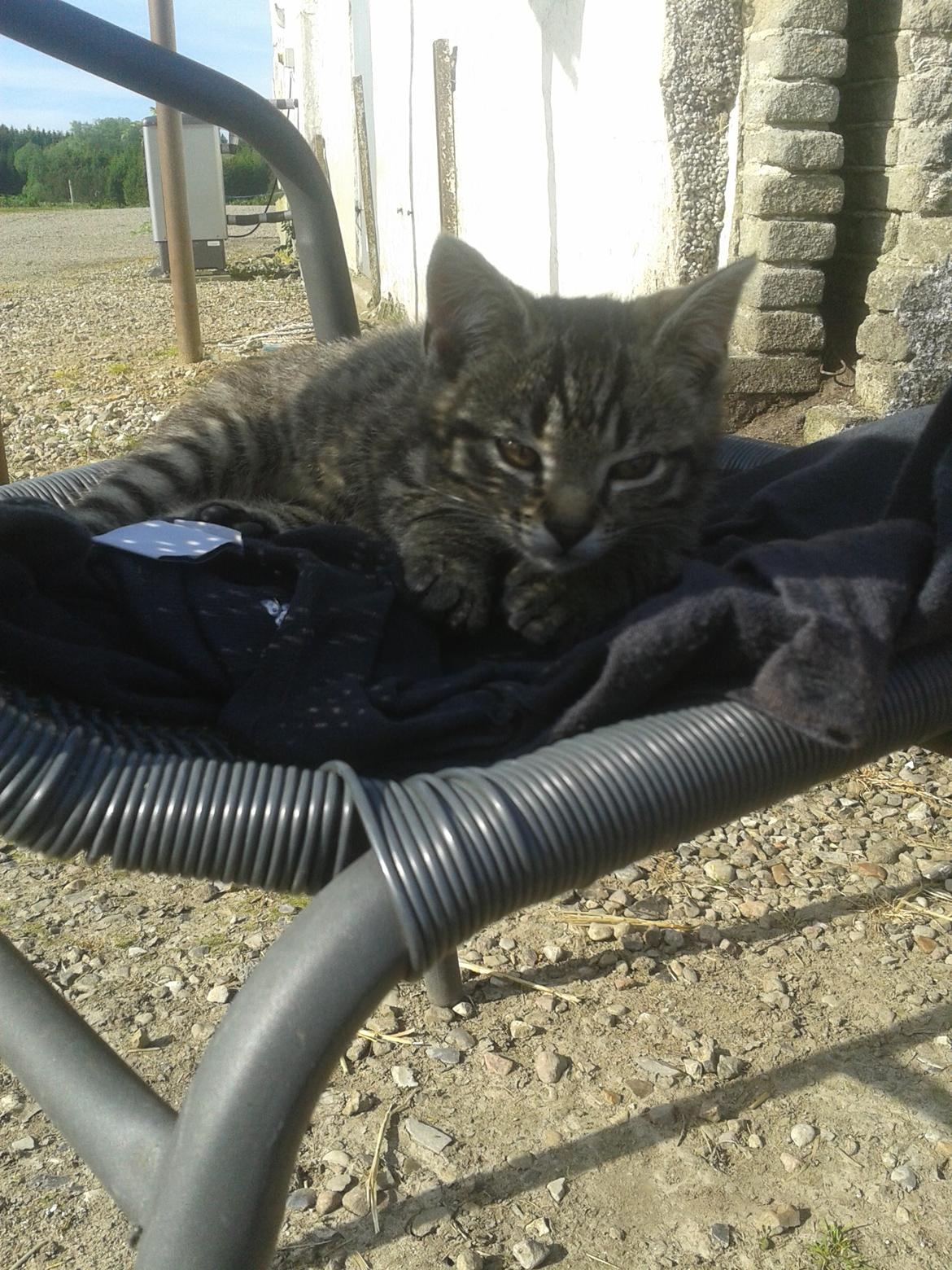 Huskat Tayson - Elsker at ligge på mine ting billede 17