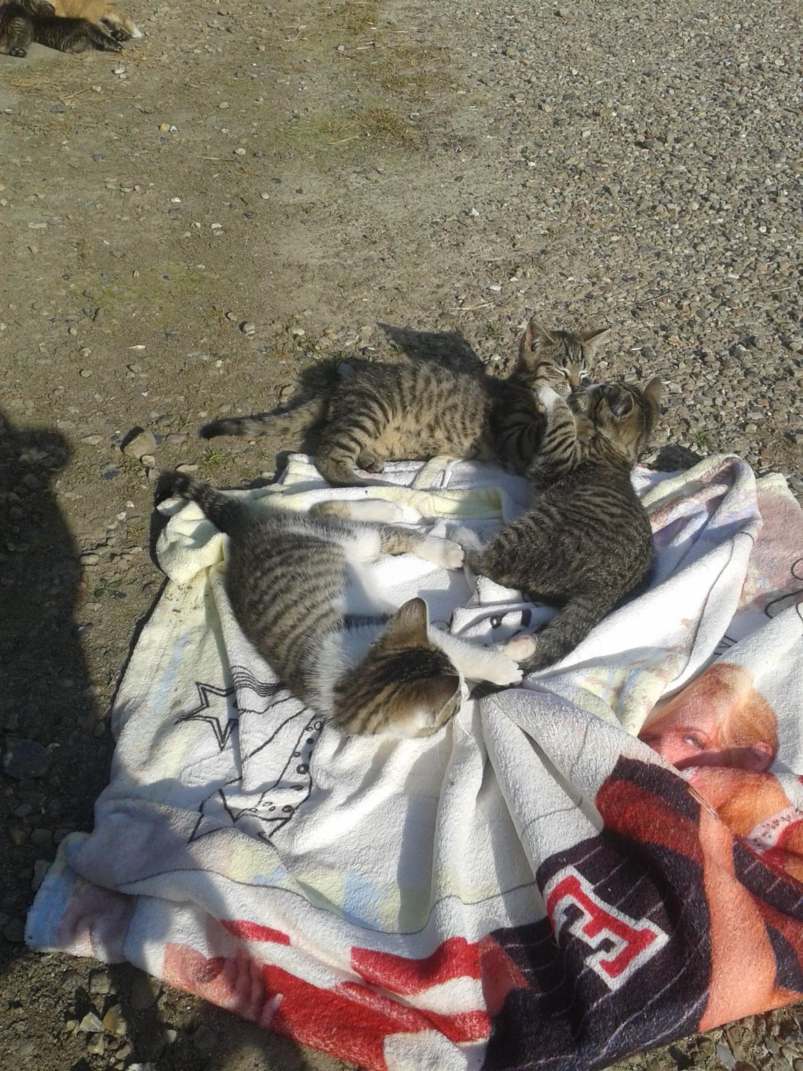 Huskat Tayson billede 18