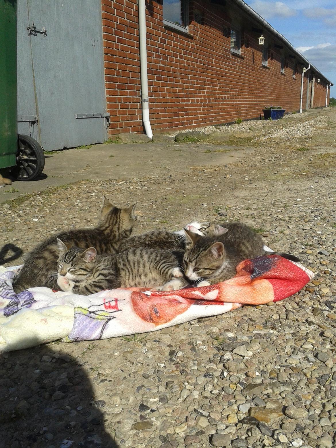 Huskat Tayson billede 21