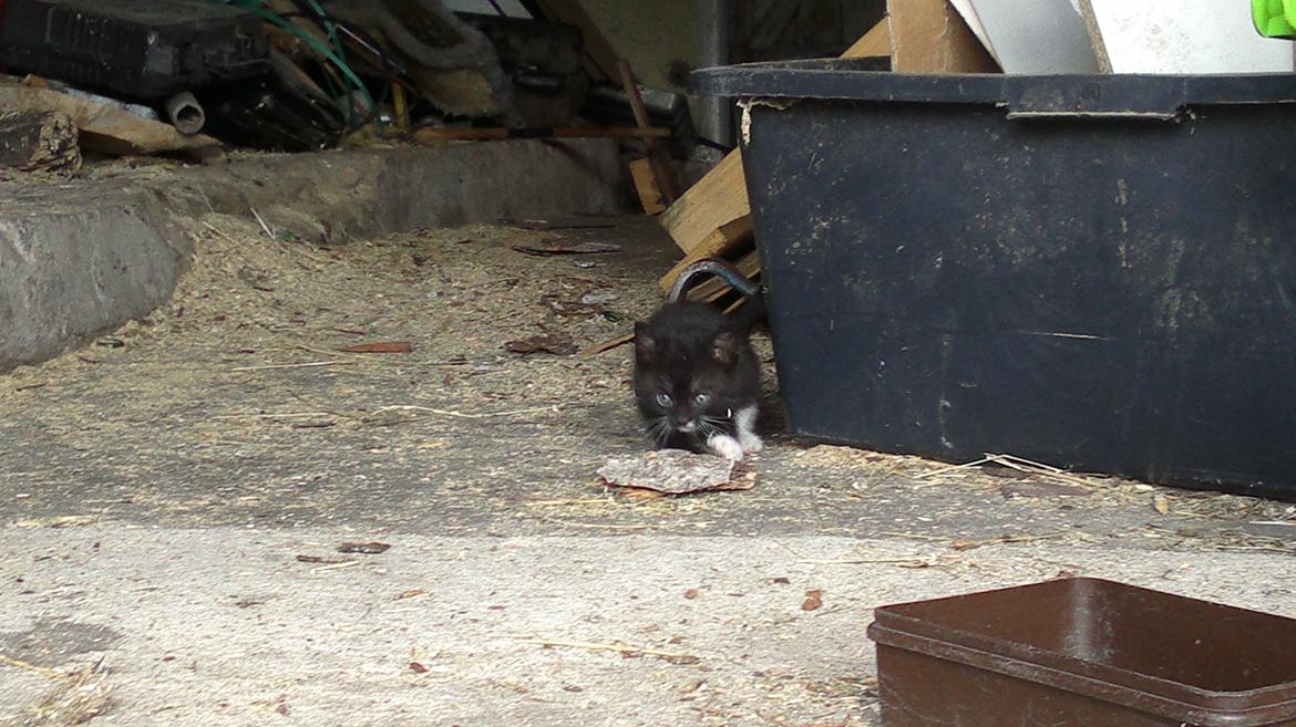 Huskat Microsoft billede 2