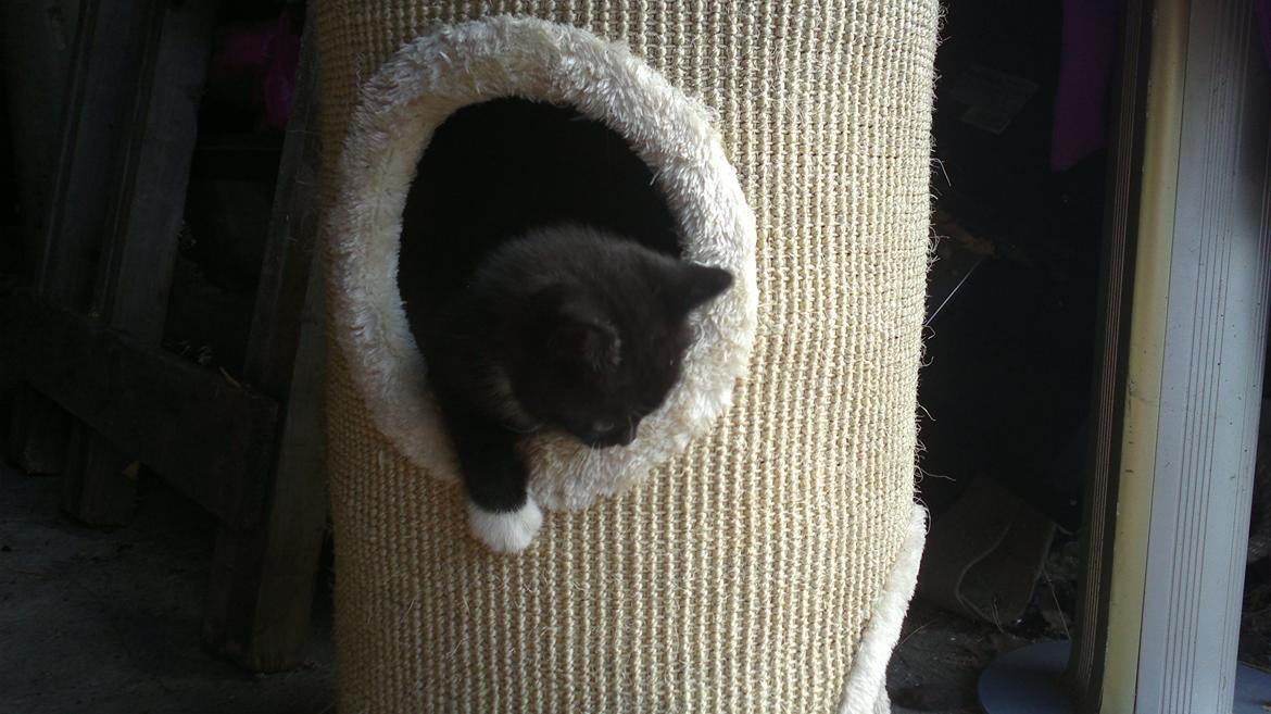 Huskat Microsoft billede 3