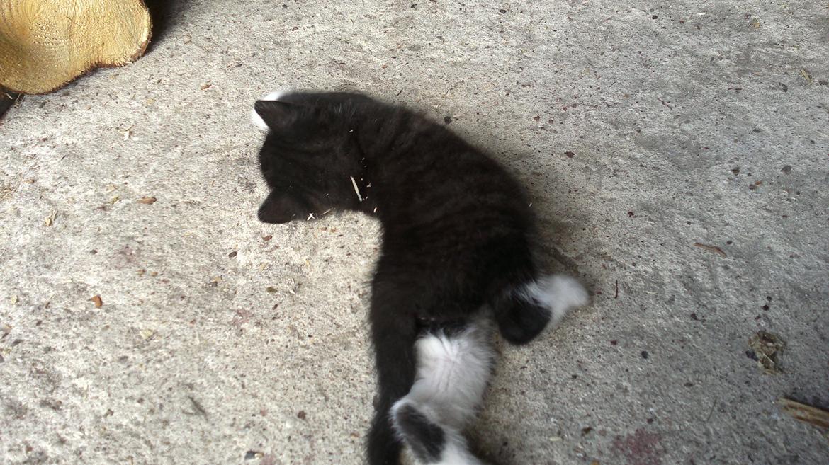 Huskat Microsoft billede 7