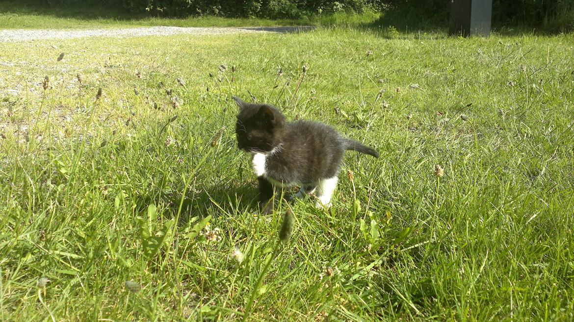 Huskat Microsoft - Vlkommen til. Microsoft .... Hej med jer billede 1