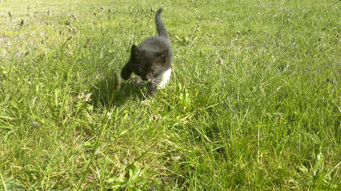 Huskat Microsoft billede 6