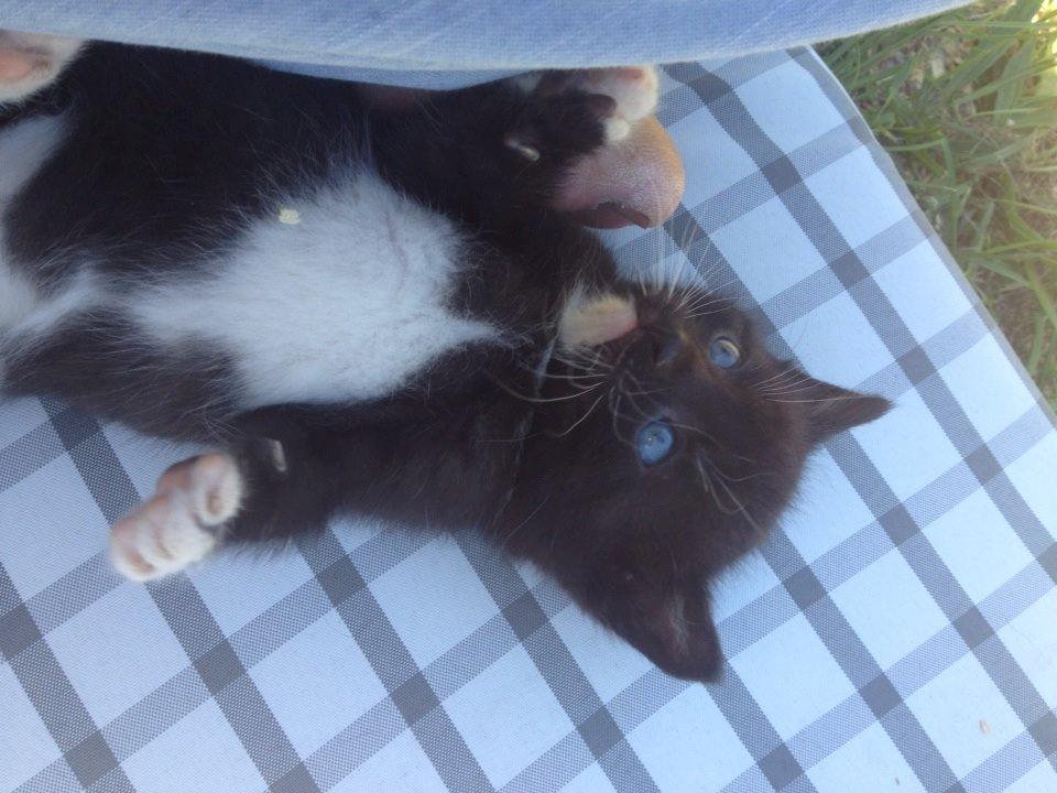 Huskat Microsoft billede 8