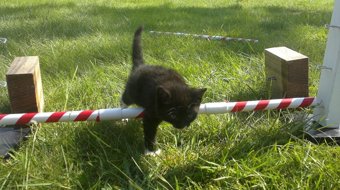 Huskat Microsoft billede 4