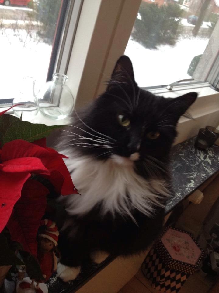 Blanding af racer Medina billede 1