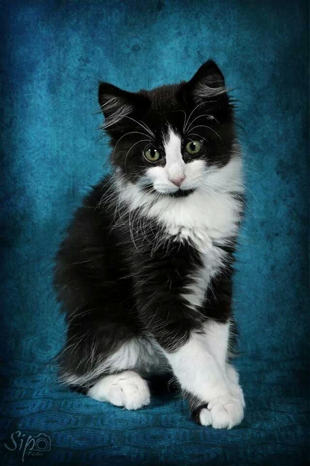 Blanding af racer Sylvester - Taget af SIPO - foto, min baby <3 billede 1