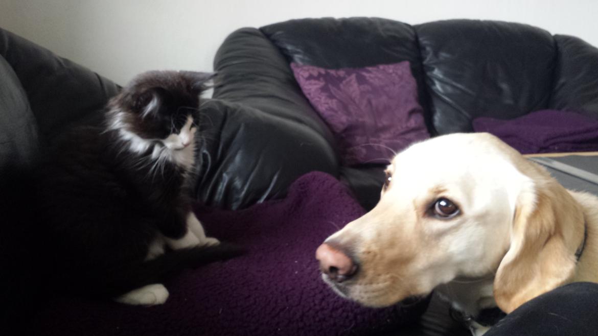 Blanding af racer Sylvester billede 3