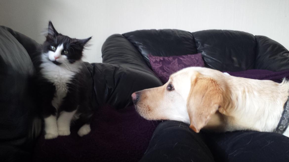 Blanding af racer Sylvester billede 4