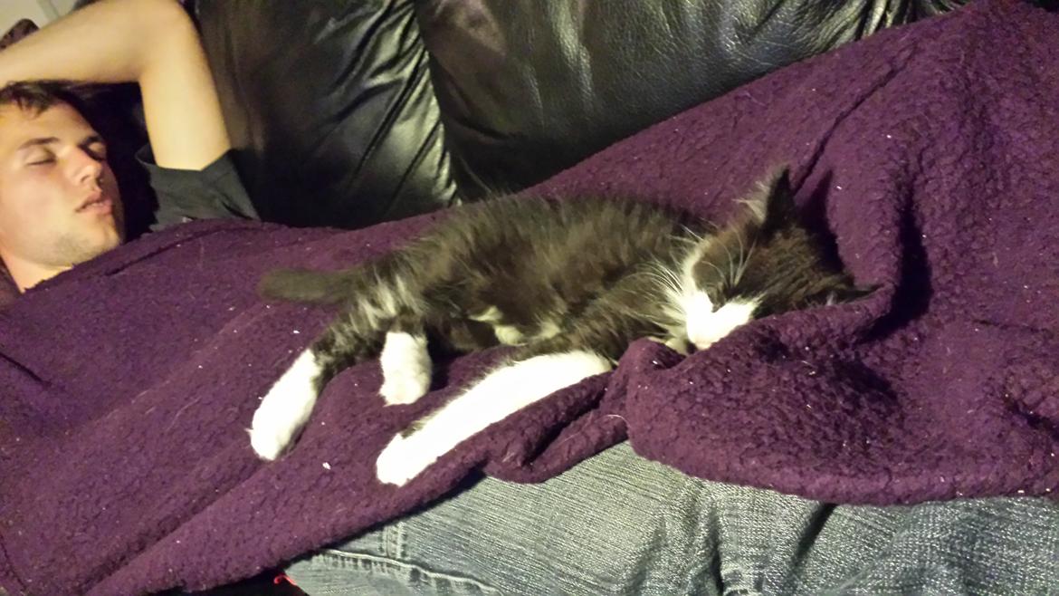 Blanding af racer Sylvester billede 5