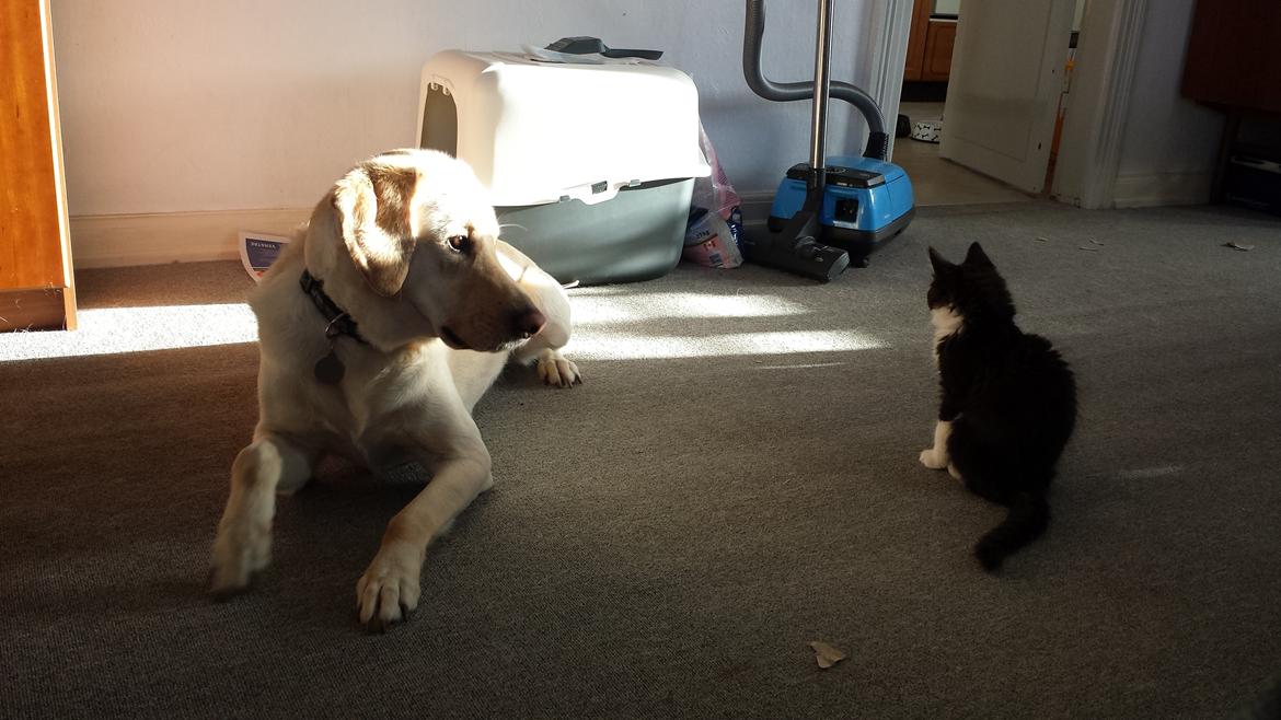 Blanding af racer Sylvester billede 6