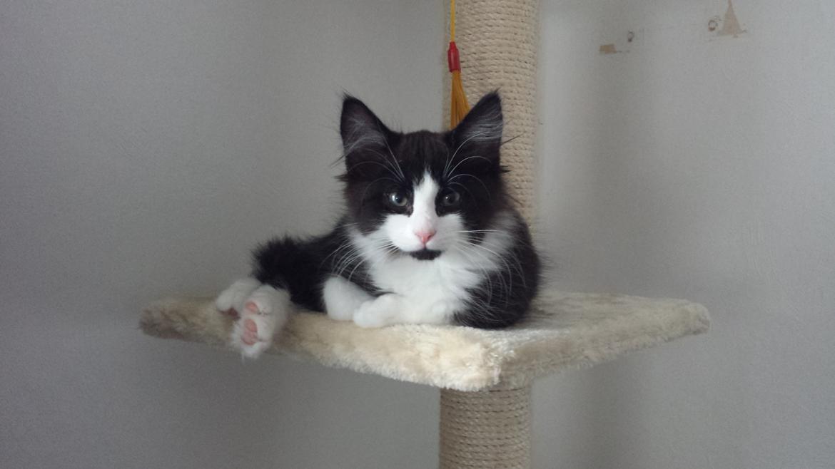 Blanding af racer Sylvester billede 2