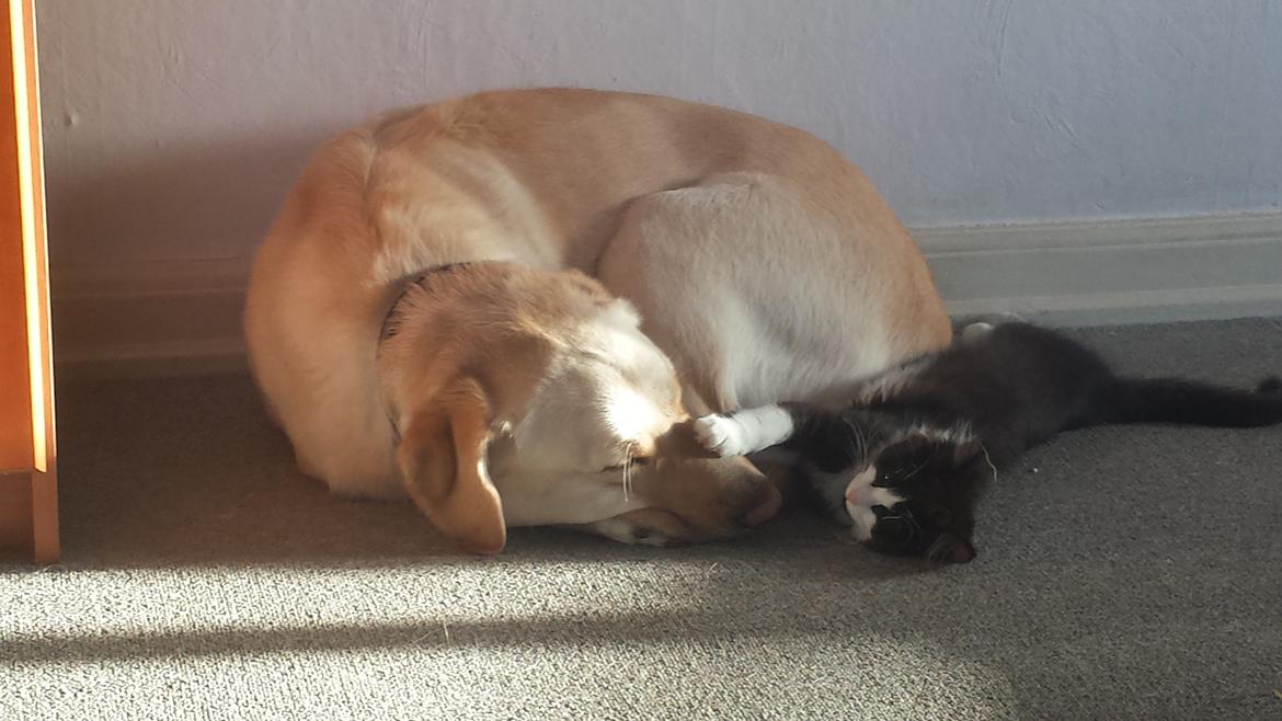 Blanding af racer Sylvester billede 8