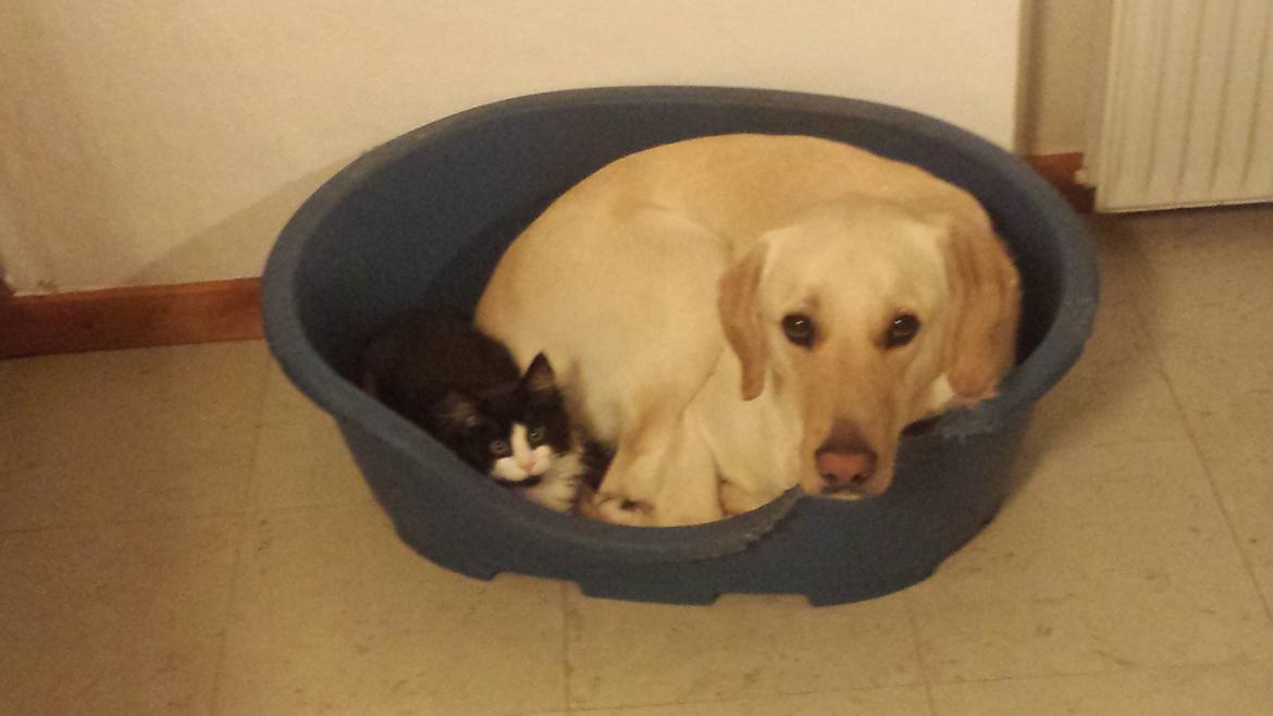 Blanding af racer Sylvester billede 9