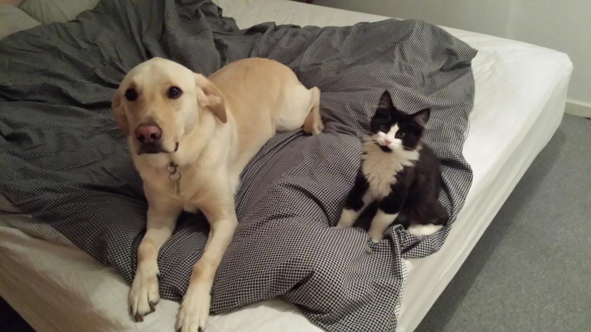 Blanding af racer Sylvester billede 10