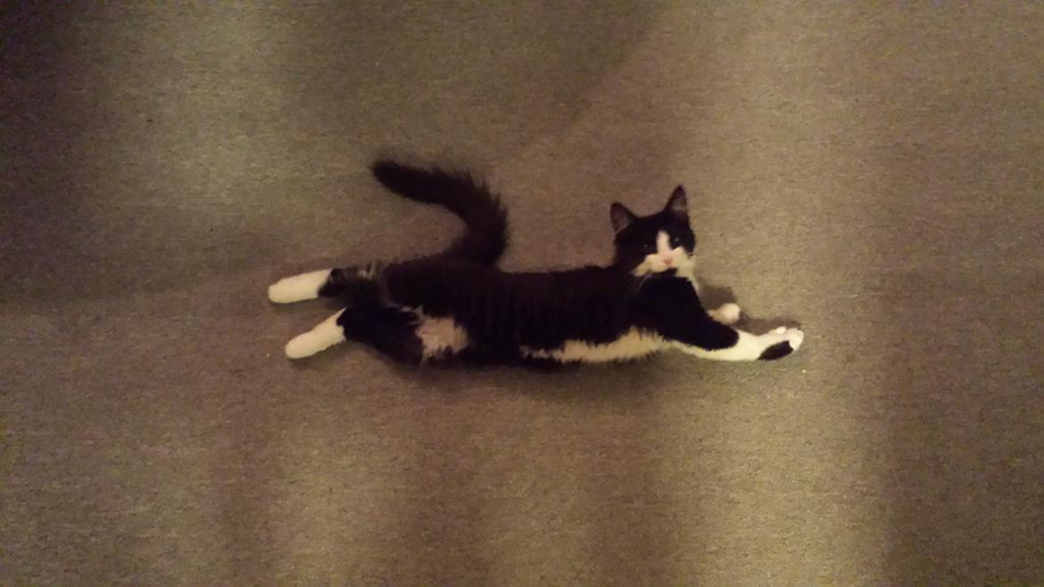 Blanding af racer Sylvester billede 11