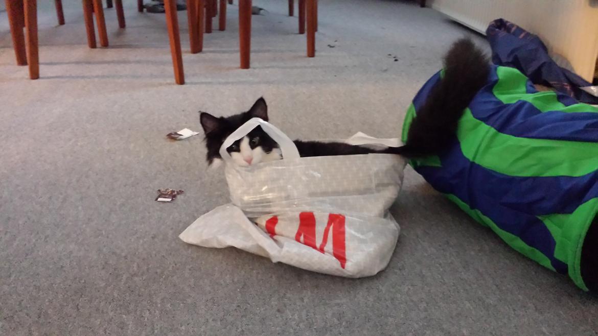 Blanding af racer Sylvester billede 12