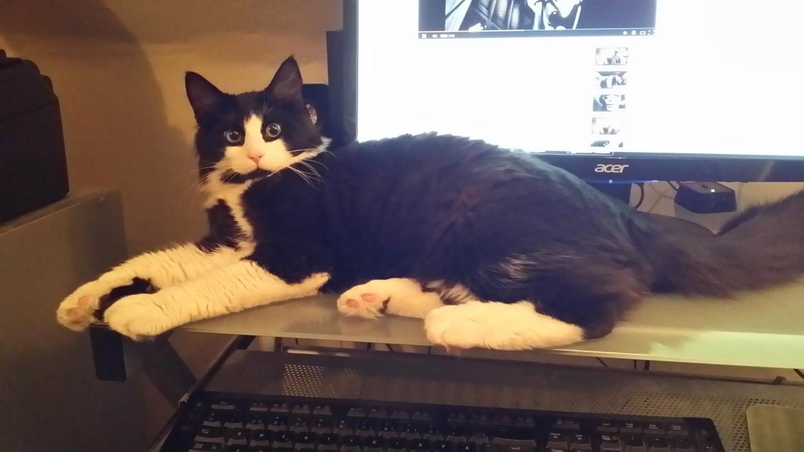 Blanding af racer Sylvester billede 13