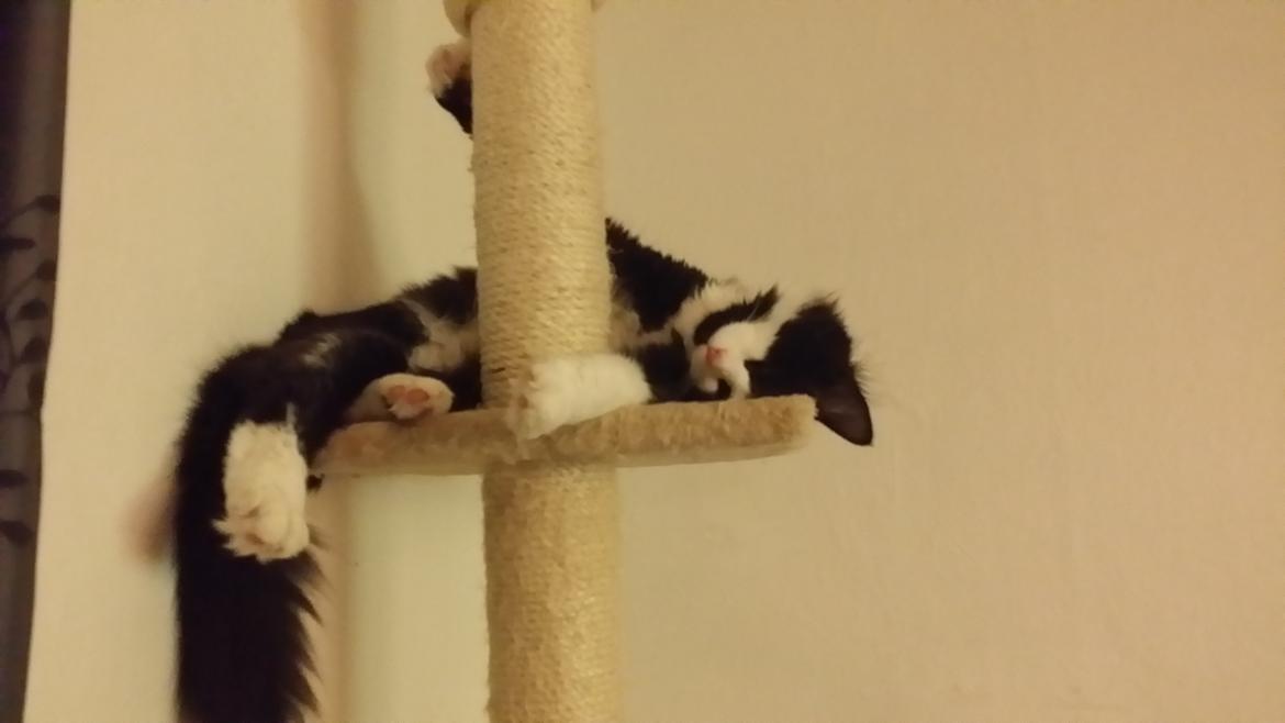 Blanding af racer Sylvester - Han sover på de sjoveste måder ;) billede 14