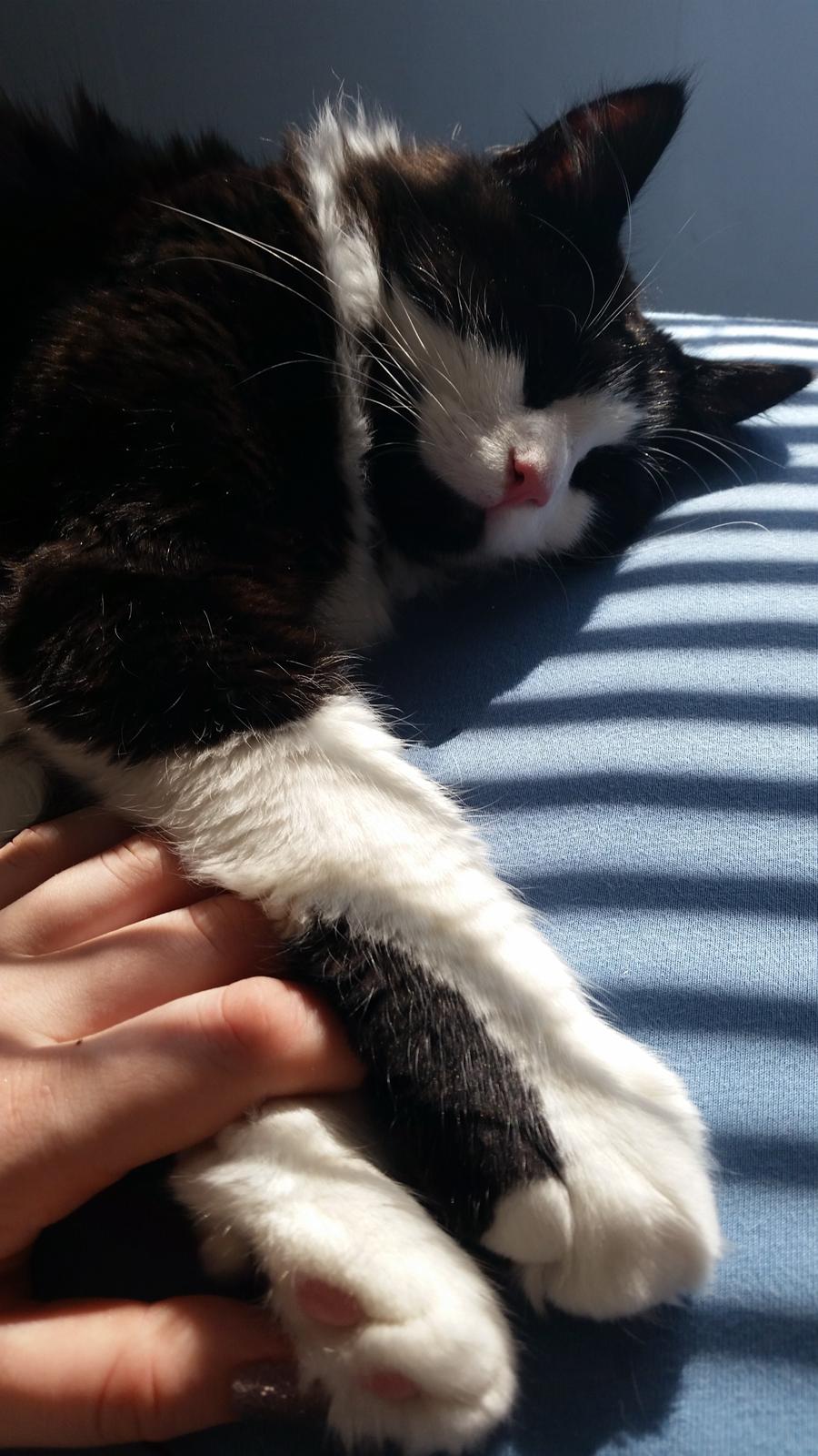 Blanding af racer Sylvester billede 15