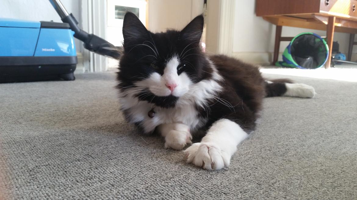 Blanding af racer Sylvester billede 16