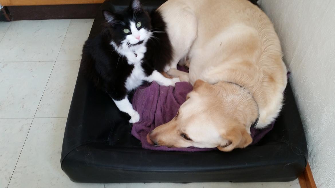 Blanding af racer Sylvester billede 17