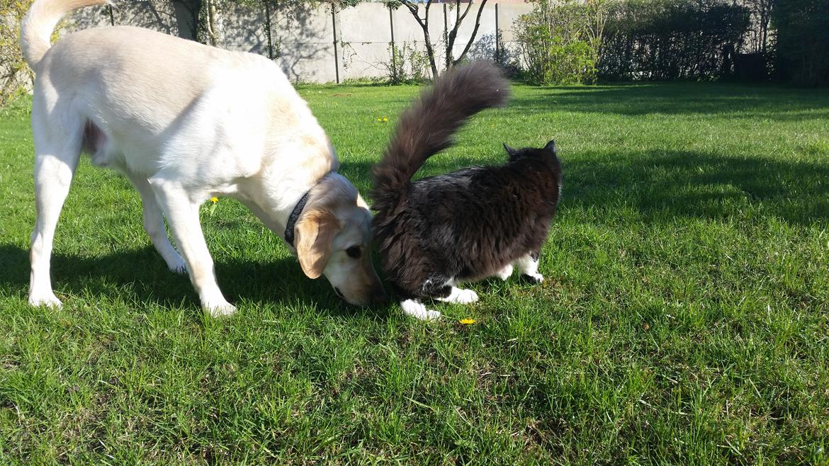 Blanding af racer Sylvester - En af de første gange han for alvor var med i haven :) billede 18