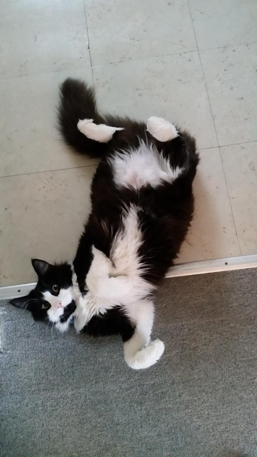 Blanding af racer Sylvester billede 19