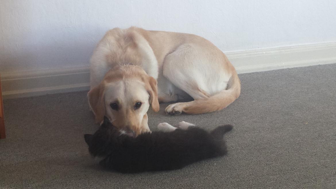 Blanding af racer Sylvester billede 7