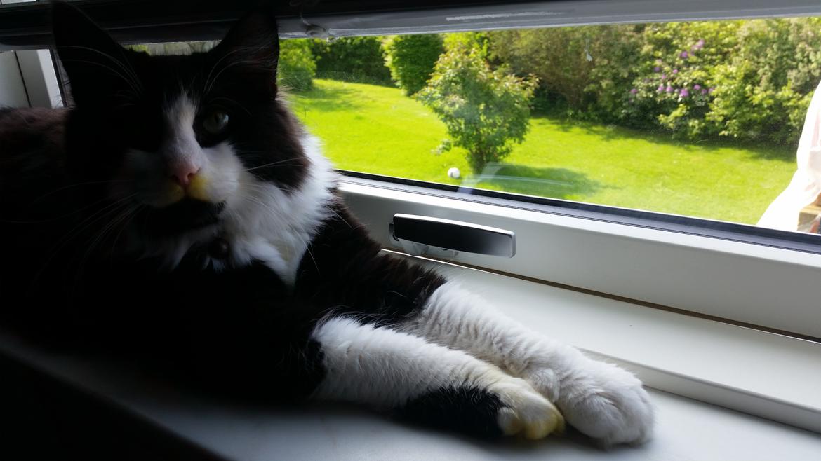 Blanding af racer Sylvester billede 21