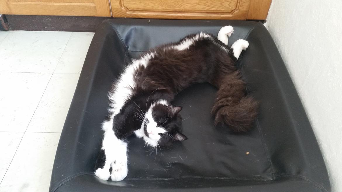 Blanding af racer Sylvester billede 22