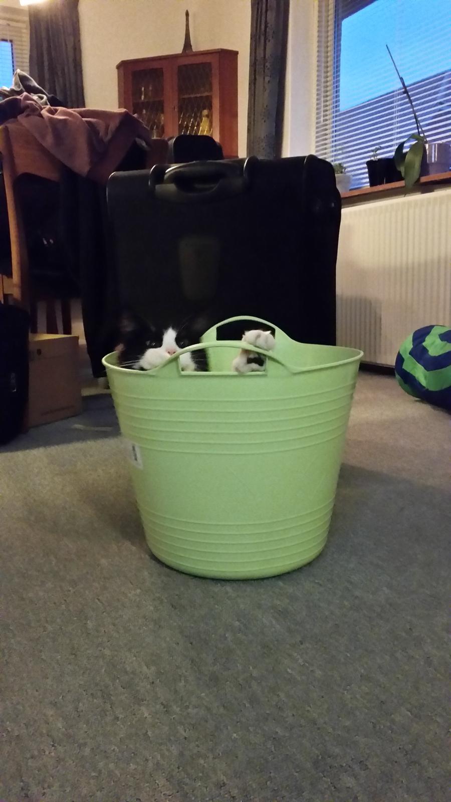 Blanding af racer Sylvester billede 20