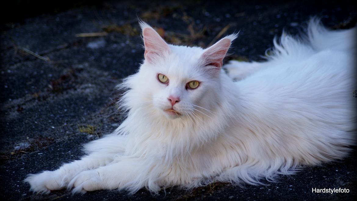 Maine Coon DK Napaloma`s Ghost billede 4