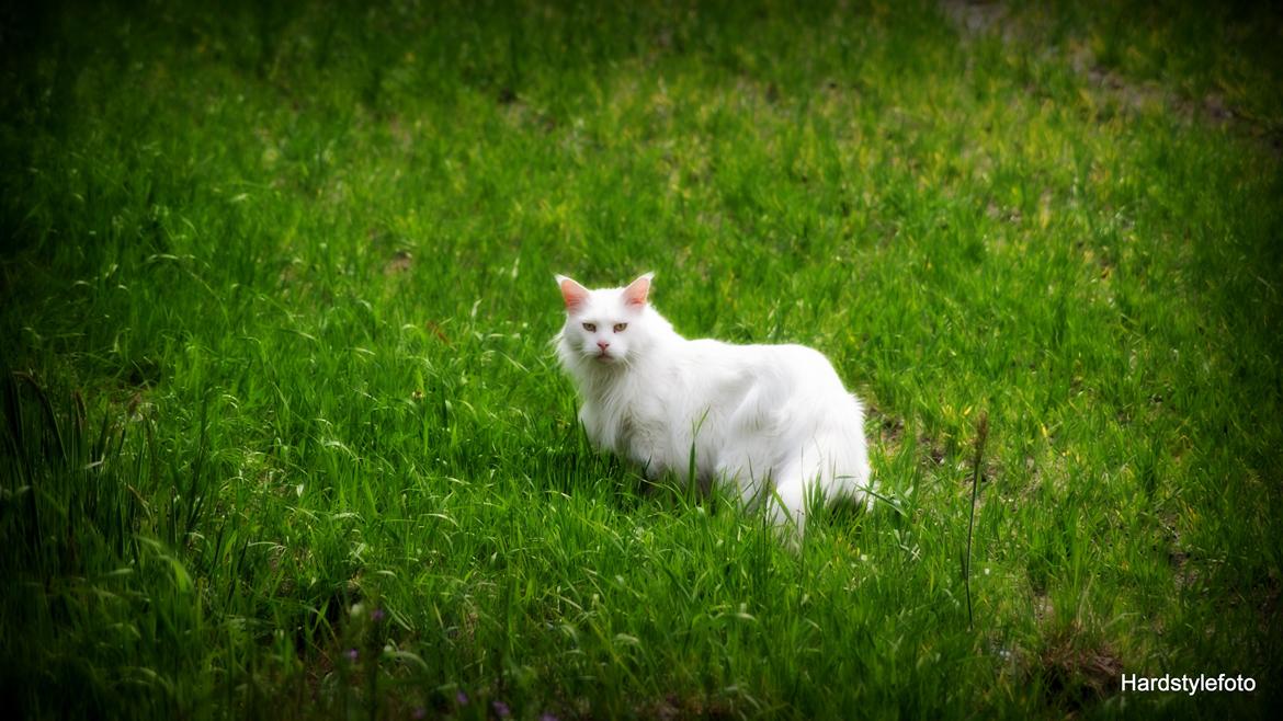 Maine Coon DK Napaloma`s Ghost billede 6