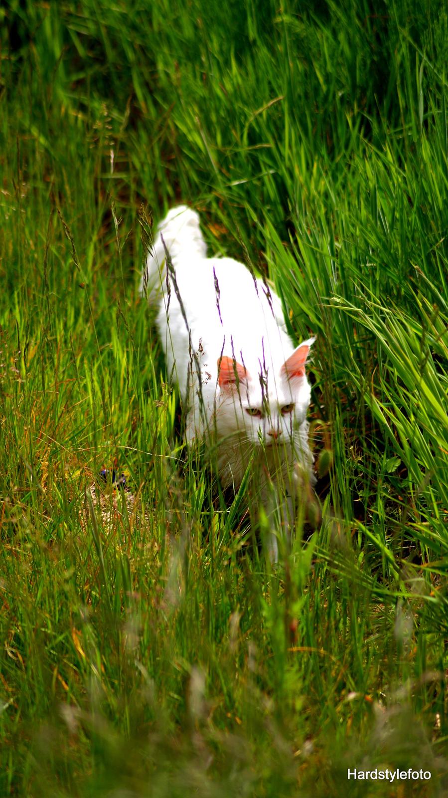 Maine Coon DK Napaloma`s Ghost billede 7
