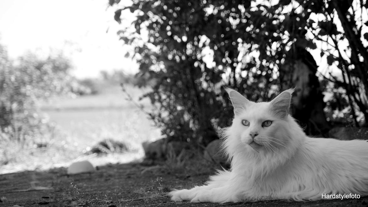 Maine Coon DK Napaloma`s Ghost billede 5