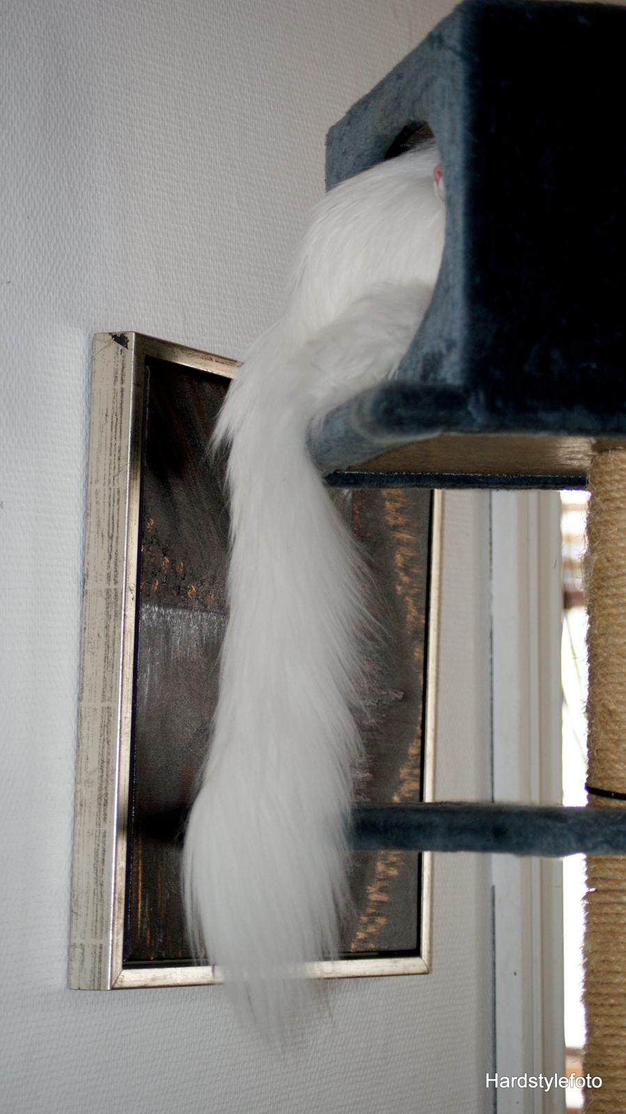 Maine Coon DK Napaloma`s Ghost billede 8