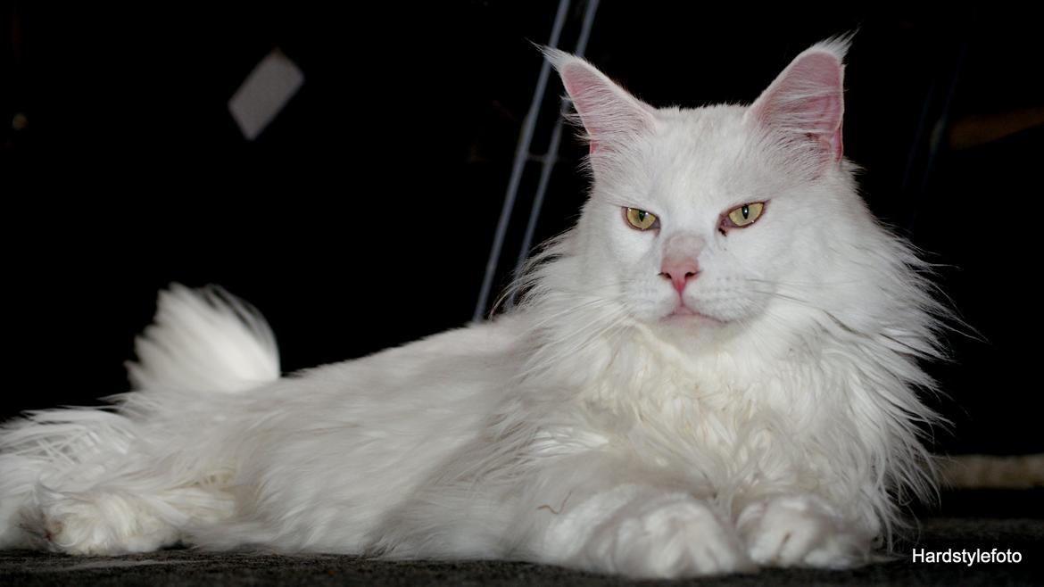 Maine Coon DK Napaloma`s Ghost billede 9