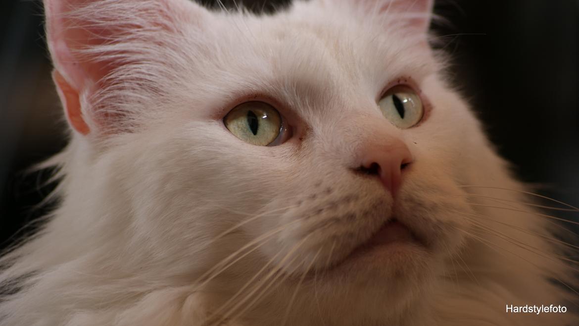 Maine Coon DK Napaloma`s Ghost billede 10