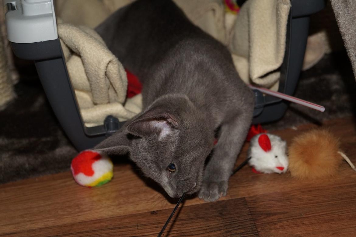 Huskat Lille My billede 1