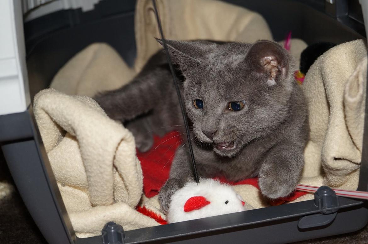 Huskat Lille My billede 3