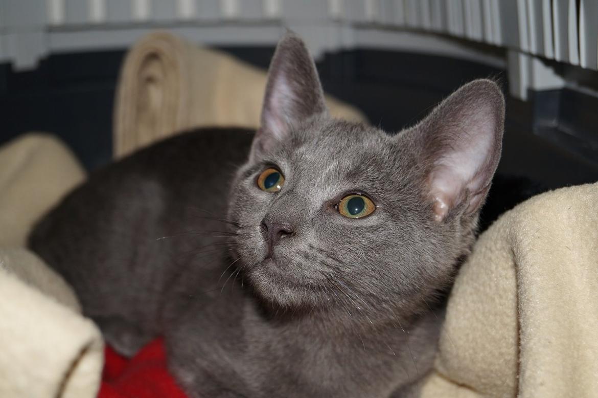 Huskat Lille My billede 4