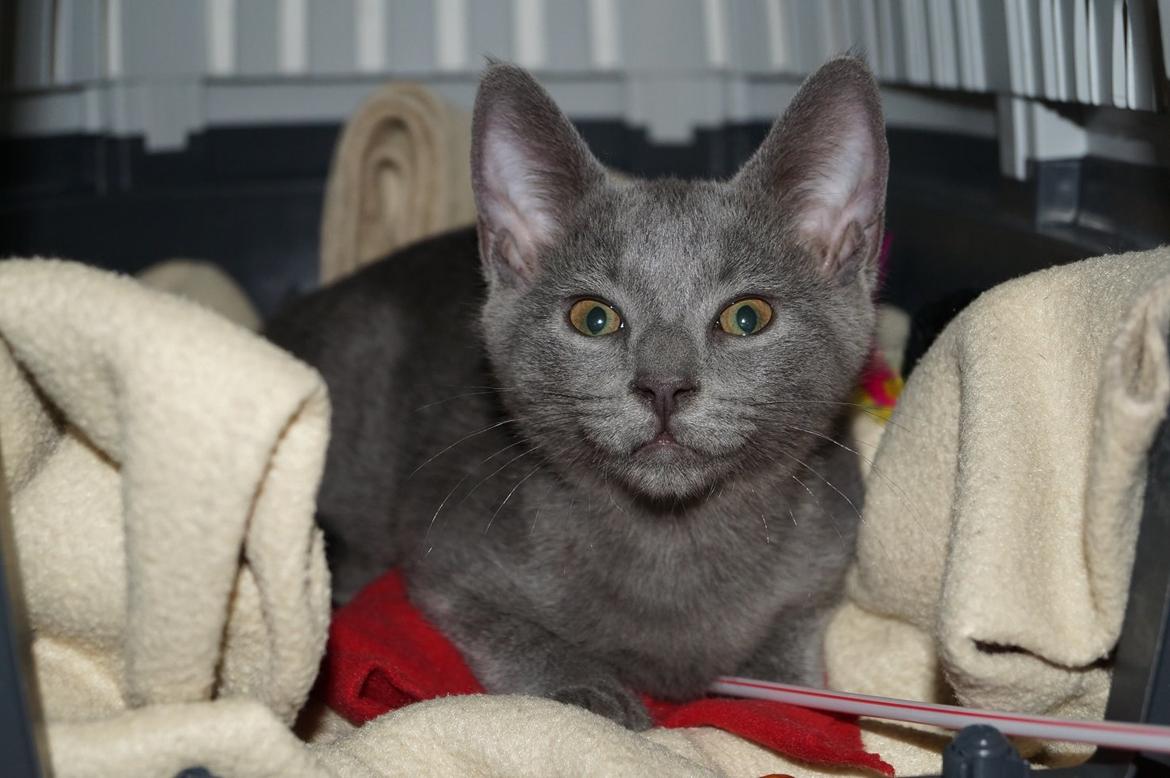 Huskat Lille My billede 5