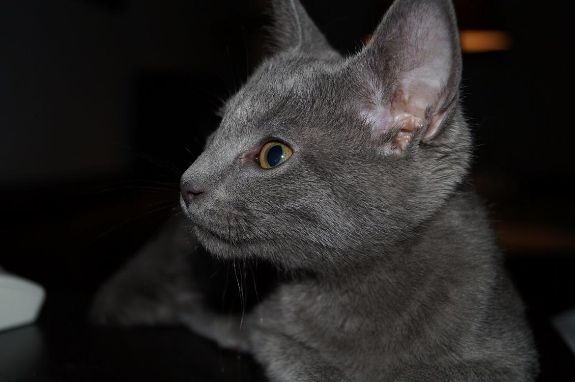 Huskat Lille My billede 6