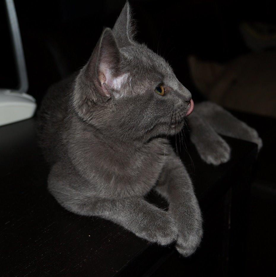 Huskat Lille My billede 7