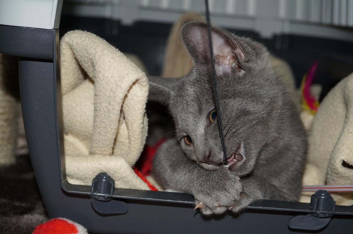 Huskat Lille My billede 2